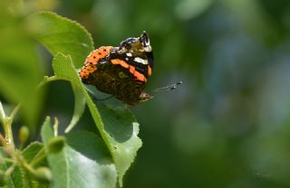 Atalanta (Vanessa atalanta)