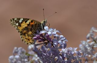 Diken Kelebei (Vanessa cardui)