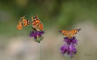 Diken Kelebei (Vanessa cardui)