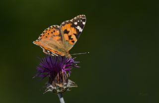 Diken Kelebei (Vanessa cardui)