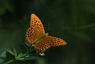 Cengaver (Argynnis paphia)