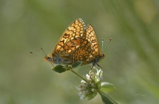 Nazuum (Euphydryas aurinia)