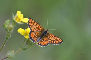 Nazuum (Euphydryas aurinia)