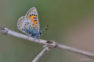 Akbes Gelincii (Tomares nesimachus)