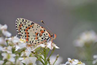 Benekli parhan (Melitaea didyma)