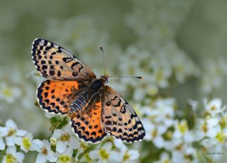 Benekli parhan (Melitaea didyma)