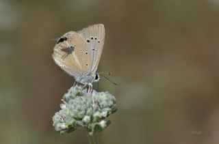 okgzl Anadolu Beyaz (Polyommatus menalcas)