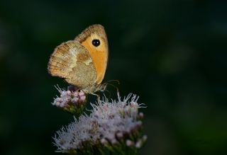 Pironiya (Pyronia tithonus)