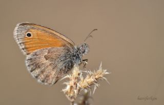 Kk Zpzp Perisi (Coenonympha pamphilus)