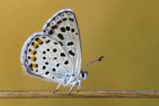 Himalaya Mavisi (Pseudophilotes vicrama)