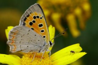 Benekli Bakr Gzeli (Lycaena phlaeas)