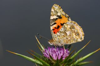 Diken Kelebei (Vanessa cardui)