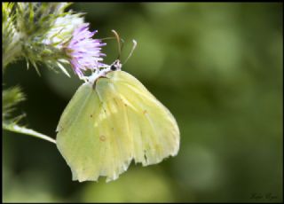 Orakkanat (Gonepteryx rhamni)