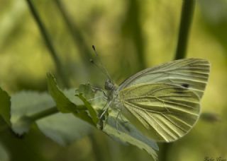 Yalanc Beyazmelek (Pieris pseudorapae)