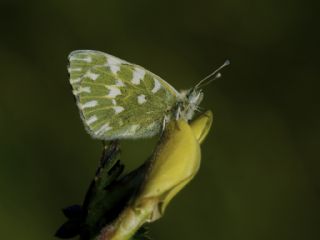 Yeni Beneklimelek (Pontia edusa)