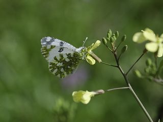 Da Oykls (Euchloe ausonia)