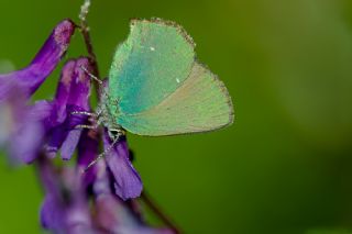 Zmrt (Callophrys rubi)