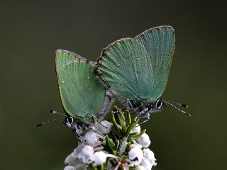 Zmrt (Callophrys rubi)