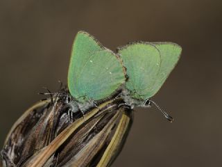 Zmrt (Callophrys rubi)