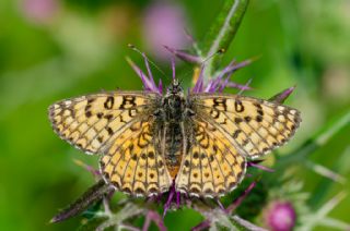 T�rkistan �parhan�&nbsp;(Melitaea&nbsp;arduinna)