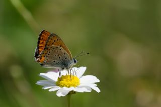 Kk Ate Gzeli (Lycaena thersamon)