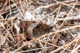 Byk Karamelek (Hipparchia syriaca)