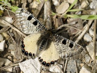 Yalanc Apollo (Archon apollinus)