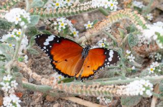 Sultan (Danaus chrysippus)