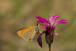 Sar Antenli Zpzp (Thymelicus sylvestris)