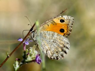 Anadolu Yalanccads (Pseudochazara anthelea)