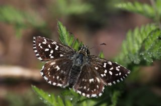 Ebegmeci Zpzp (Pyrgus malvae)