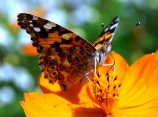 Diken Kelebei (Vanessa cardui)