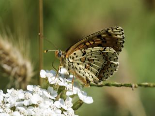 Kafkasyal parhan (Melitaea interrupta)