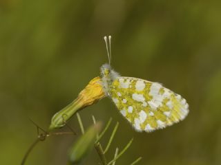 Step Ssls (Anthocharis gruneri)