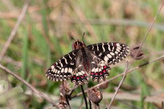 G�ney Fistosu&nbsp;(Zerynthia&nbsp;polyxena)