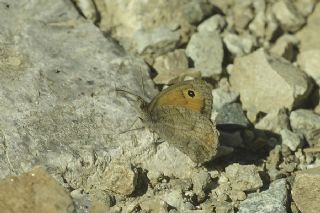 Azeri Esmerperi (Hyponephele zuvandica)