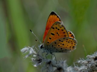 Alev Ategzeli (Lycaena kefersteinii)