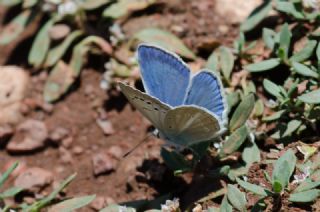 Lacivert Anadolu �okg�zl�s�&nbsp;(Polyommatus&nbsp;actis )