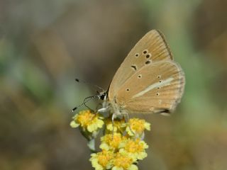 okgzl Lbnan Esmeri (Polyommatus alcestis)