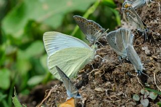 Kk Beyazmelek (Pieris rapae)