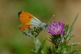 Turuncu Ssl (Anthocharis cardamines)