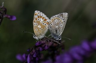 Çokgözlü Balkan Mavisi (Aricia anteros )