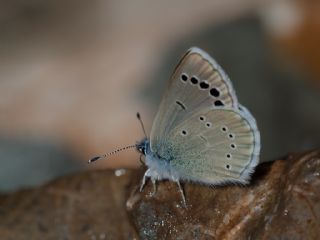 Anadolu Karag�z Mavisi&nbsp;(Glaucopsyche&nbsp;astraea)