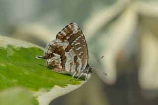 Sardunya Zebras, Geranyum Bronzu (Cacyreus marshalli)