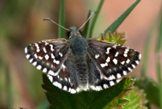 Ebegmeci Zpzp (Pyrgus malvae)