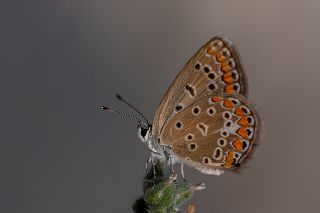 okgzl Mavi (Polyommatus icarus)