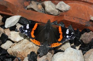 Atalanta (Vanessa atalanta)