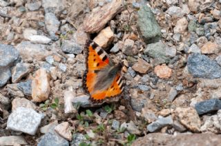 Aglais (Aglais urticae)