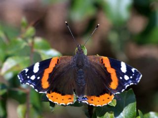 Atalanta (Vanessa atalanta)