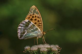 Cengaver (Argynnis paphia)